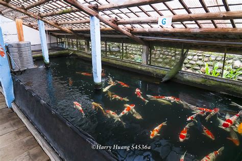 龍門錦鯉園|美麗心台灣：觀池賞鯉 四十年如一日 